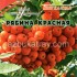 Рябина красная, плоды 40 г Азбука Трав